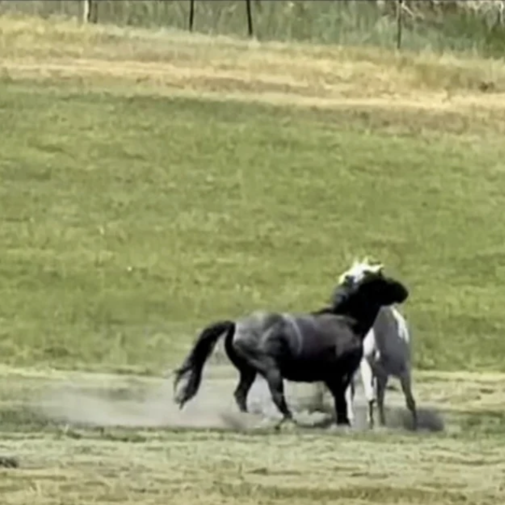Woman’s filming when black horse acts unexpectedly to older horse in herd